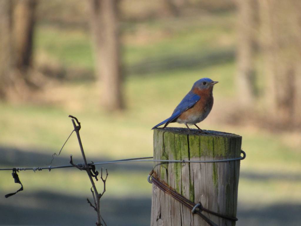 Picture of a bird on a post - LifeSoup Blog
