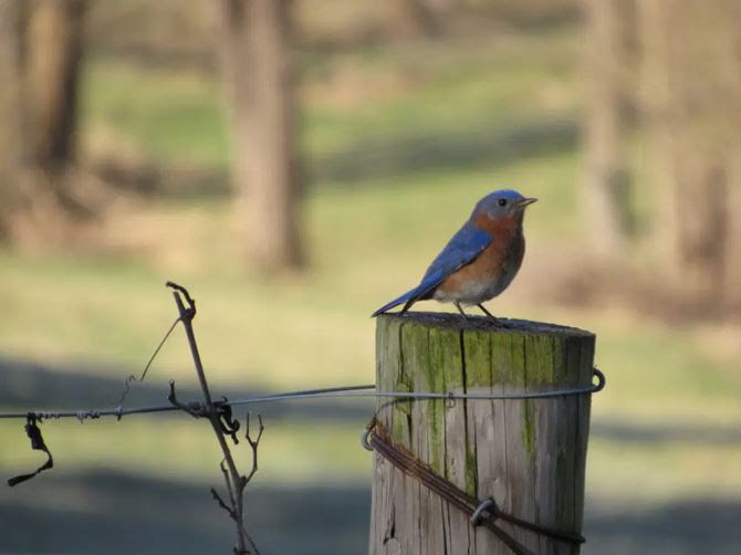 Photo of a bird - Life Soup blog - Cherie Dawn Haas