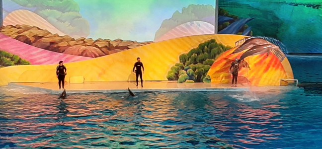Indianapolis Zoo dolphin show - LifeSoup Blog